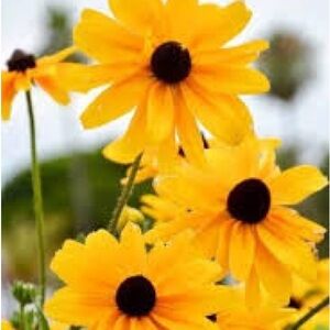 Meet your Posher, Ronnie